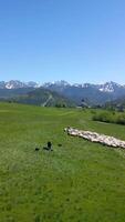 aéreo de maravilloso paisaje de el tatra montañas con un rebaño de oveja Polonia video