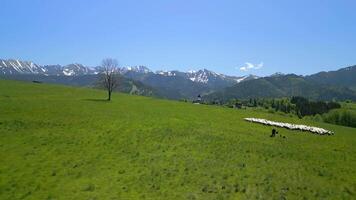 aereo di sbalorditivo paesaggio di il tatra montagne con un' gregge di pecora Polonia video