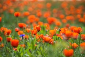 Natural flower background. Amazing view of colorful red poppy flowering. photo