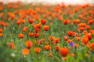 Natural flower background. Amazing view of colorful red poppy flowering. photo