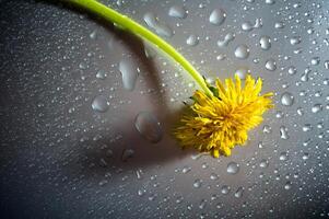 amarillo diente de león con agua gotas en estudio foto