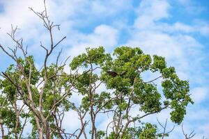 Flying foxes in the tree photo