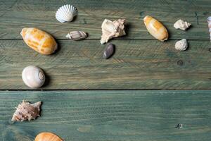 variety of sea shells on a wooden background photo