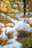 Autumn Park after snow fall photo