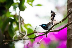 The Superb Fairywren photo