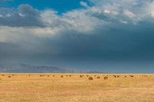 Field after the harvest photo