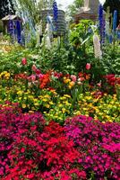 Flower Festival in Toowoomba, QLD, Australia. photo