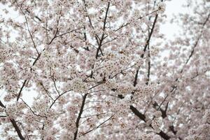 Blooming trees in spring photo