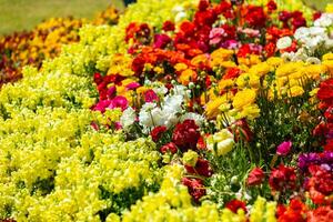 Flower Festival in Toowoomba, QLD, Australia photo