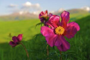 Wild flower in the mountains photo