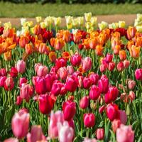 Spring Blooming, tulip Fields in Full Color photo