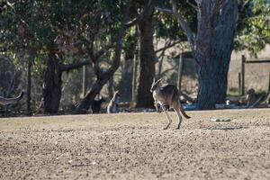 Kangaroos in Phillip Island Wildlife Park photo