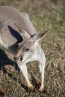 Kangaroos in Phillip Island Wildlife Park photo