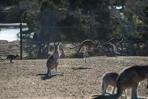 Kangaroos in Phillip Island Wildlife Park photo