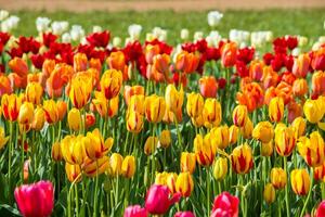 Spring Blooming, tulip Fields in Full Color photo