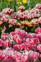 Spring Blooming, tulip Fields in Full Color photo