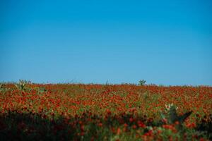 Natural flower background. Amazing view of colorful red poppy flowering. photo