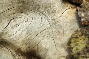 el textura de el árbol foto