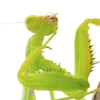 Close-up of a praying green mantis. Studio shot photo