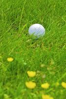 Game in the golf club against the background of the green juicy grass photo