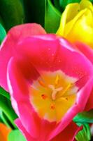 Blossoming tulips in a vase. Colourful flowers photo