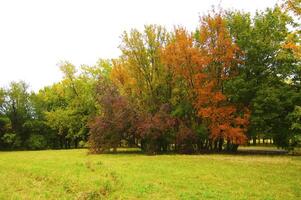 Autumnal trees on the sunset into park photo