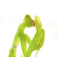 Close-up of a praying green mantis. Studio shot photo