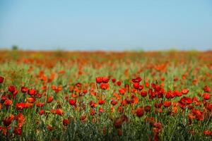 Natural flower background. Amazing view of colorful red poppy flowering. photo