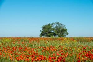 Natural flower background. Amazing view of colorful red poppy flowering. photo