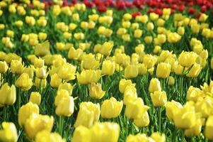 hermosa primavera tulipanes en un césped foto