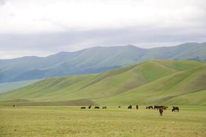 Assy Valley, Almaty Region photo