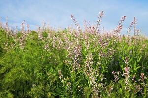 Grass and flowers photo