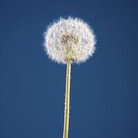 Dandelion in studio photo