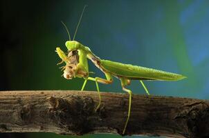 Green mantis in studio photo