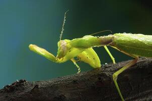 Green mantis in studio photo