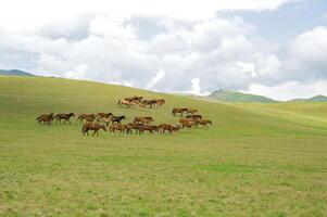 Herd of the Kazakh horse, it is high in mountains to near Almaty photo