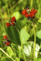 Wild flower in the mountains photo