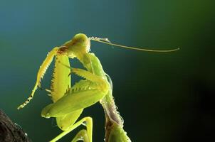 Green mantis in studio photo