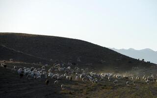 Animals graze on pasture photo