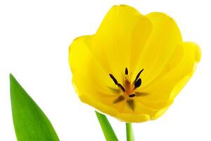 Tulip flower isolated on white photo