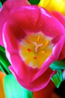 Blossoming tulips in a vase. Colourful flowers photo
