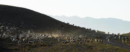 Animals graze on pasture photo