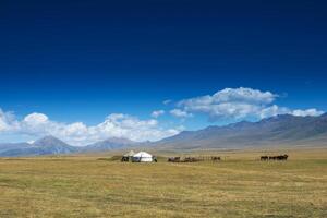 Cattle near the national Kazakh home Urta, Almaty region, Kazakhstan photo