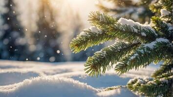 Christmas tree branch, snow photo