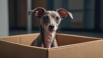 Cute dog, box in the apartment photo