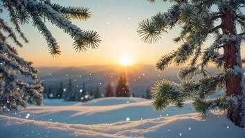 Christmas tree branch, snow photo