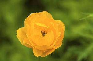 Wild flower in the mountains photo