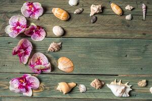 variedad de mar conchas en un de madera antecedentes foto