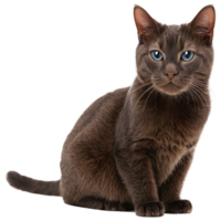 Beautiful Cat in Transparent Background png