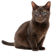 lindo gato dentro transparente fundo png